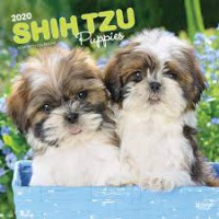 Image of Everything You Should Know Shih Tzu
