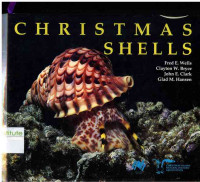 Image of Christmas Shells